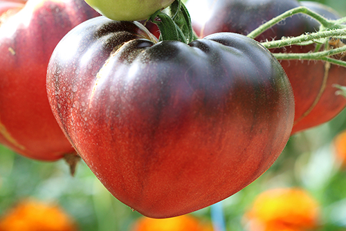 Tomate Bio Coeur de Boeuf bleue - L'atelier des bons plants