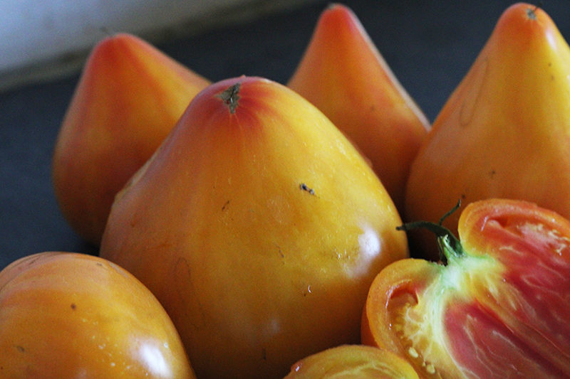 Tomate Bio Coeur De Boeuf Ananas Atelier Des Bons Plants