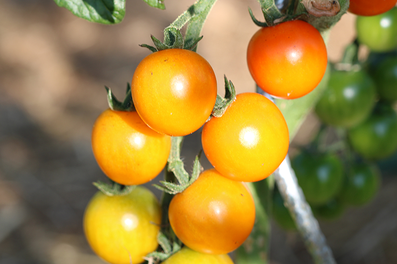 Tomate cerise orange Bio - L'atelier des bons plants