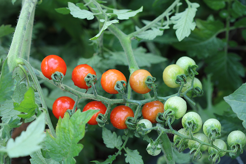 Tomates Cerises - L'atelier des bons plants