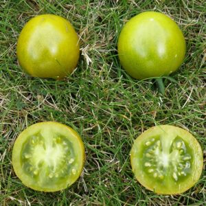 Graines de TOMATE GREEN GRAPE ou RAISIN VERT