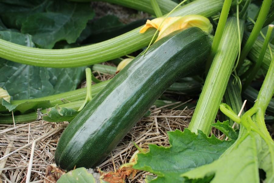 Courgette Verte De Milan Semences Biologiques En Bretagne